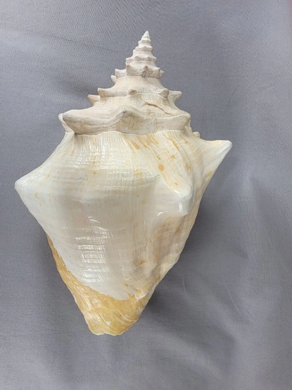 Vtg Natural Conch Seashell Shell Beach Nautical Home Decor Weathered Distressed